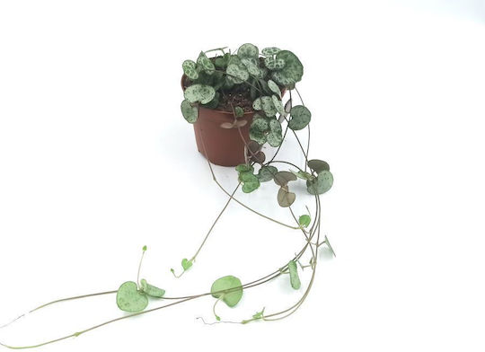 Кремасто Растение “string Hearts” 20см