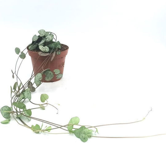 Hanging Plant “String Hearts” 20cm