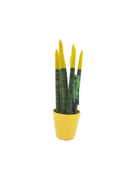 Sansevieria Zylindrische Topfpflanze Verschiedene Farben – 30-32cm Höhe