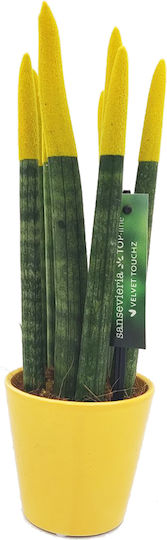 Sansevieria Zylindrische Topfpflanze Verschiedene Farben – 30-32cm Höhe