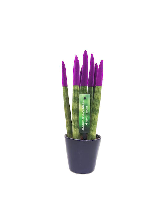 Sansevieria Zylindrische Topfpflanze Verschiedene Farben – 30-32cm Höhe