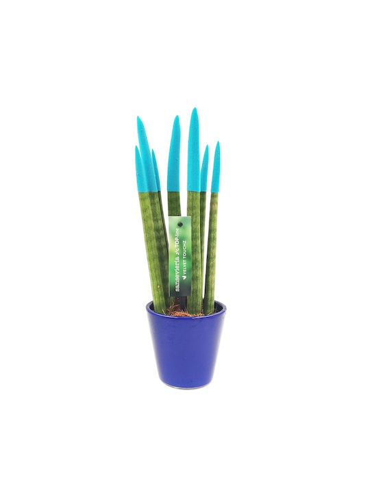 Sansevieria Zylindrische Topfpflanze Verschiedene Farben – 30-32cm Höhe