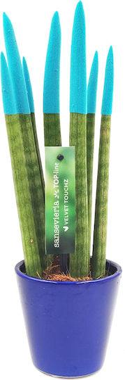 Sansevieria Zylindrische Topfpflanze Verschiedene Farben – 30-32cm Höhe