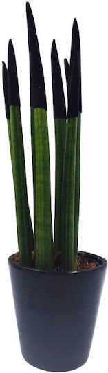 Sansevieria Zylindrische Topfpflanze Verschiedene Farben – 30-32cm Höhe