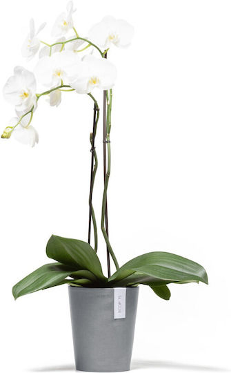 Ecopots Γλάστρα Blue Grey Ecopots Γλάστρα Blue Grey
