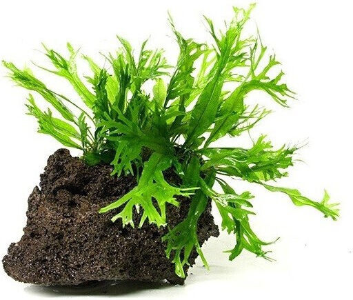 Stoffels Microsorum Pteropus Auf Lavastein