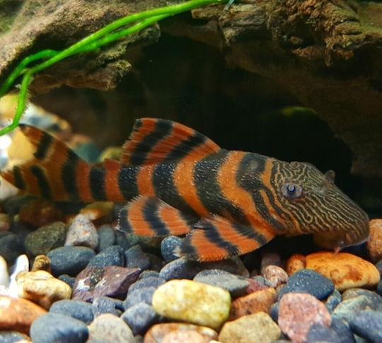 Panaqolus Sp L397 M Pești De Acvariu