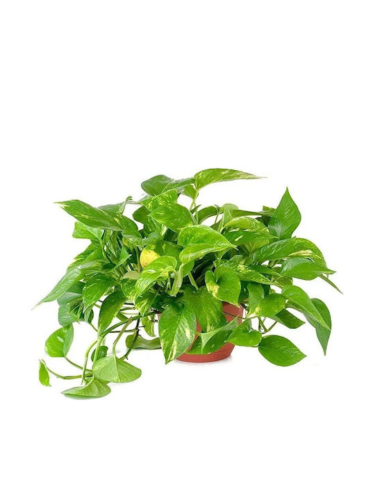 Pothos Pothos