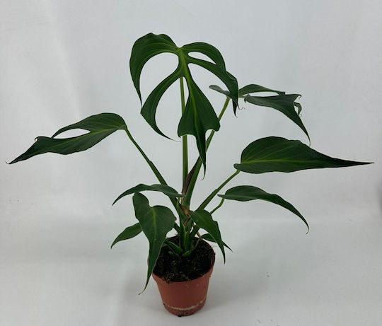 Μονστέρα Monstera Dilacerata Burle Marx Flame Μονστέρα Monstera Dilacerata Burle Marx Flame