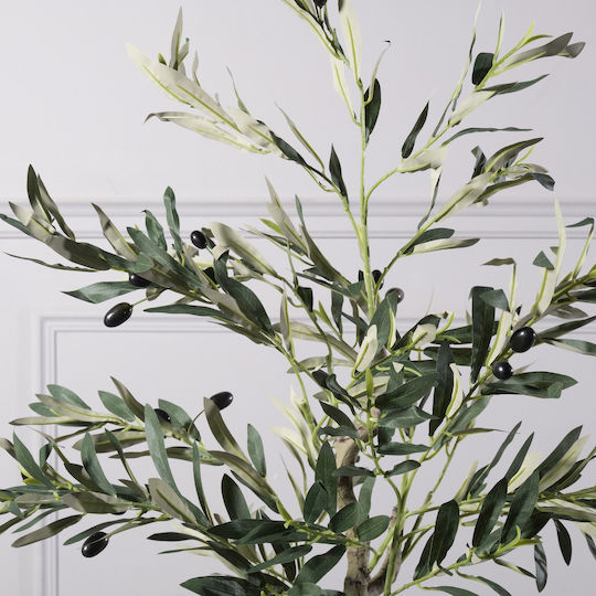 Ελιά σε Γλάστρα 120cm Supergreens