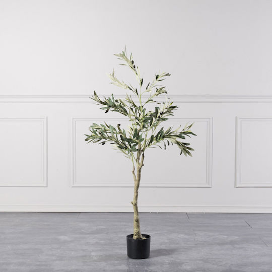 Ελιά σε Γλάστρα 120cm Supergreens