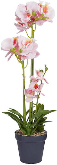 Florista Orchidee Topfpflanze Y51cm Hellorange Orange Durchmesser 11cm X Höhe 51cm Florista Orchidee Topfpflanze Y51cm Hellorange Orange Durchmesser 11cm X Höhe 51cm