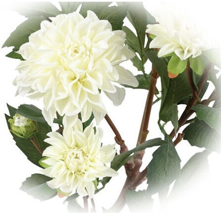 Dahlia in Potted Plant White Atmosphera