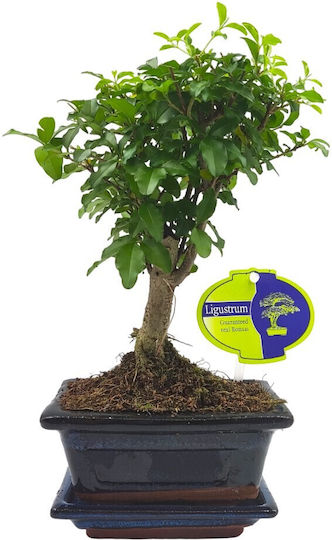 Αυθεντικό Μπονσάι Ligustrum Sinense Baby