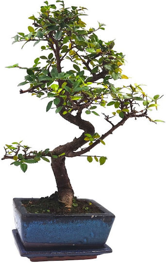 Αυθεντικό Μπονσάι Zelkova