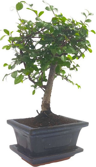 Автентично Бонсай Zelkova Parvifolia Бебе