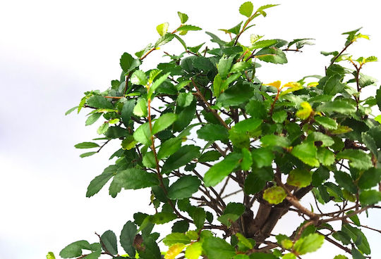 Authentisches Bonsai Zelkova