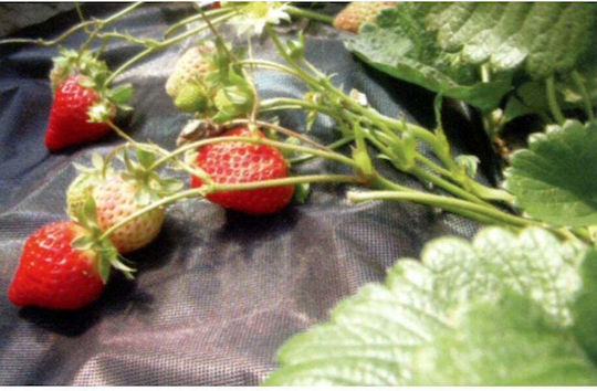 SGTT Țesătură Pentru Acoperire A Solului 50gr/m² 3.2x5m