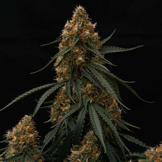 Royal Queen Seeds Σπόροι Μέντας