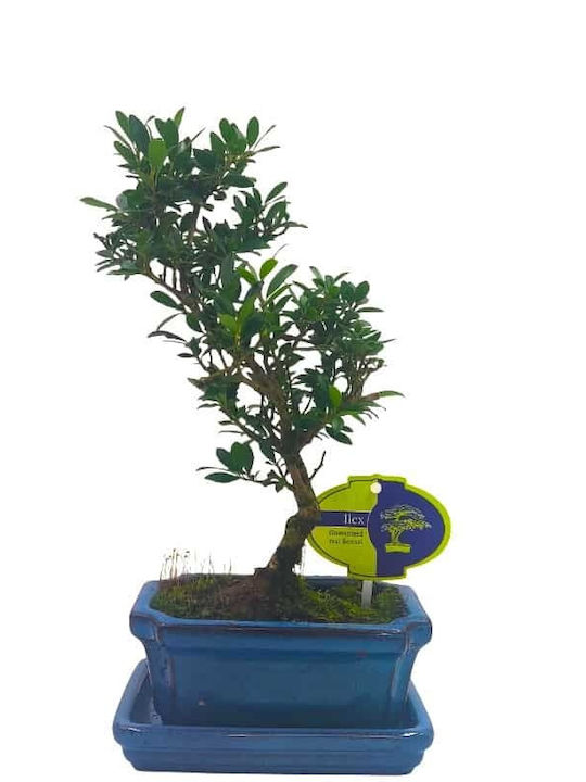 Бонсай Ilex Crenata – 15 см