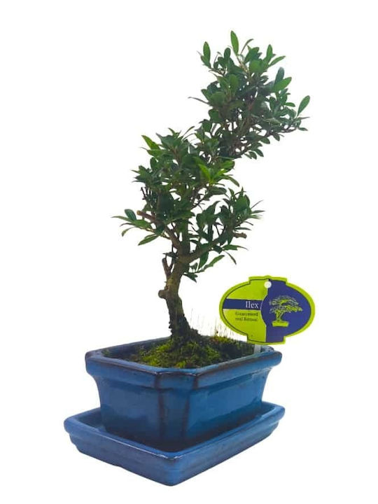 Μπονσάι “ilex Crenata” – 15 Εκ