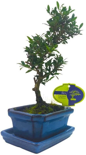 Бонсай Ilex Crenata – 15 см