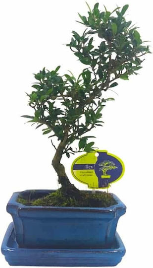 Бонсай Ilex Crenata – 15 см