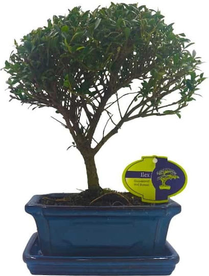 Μπονσάι Δεντράκι Ilex Άιλεξ
