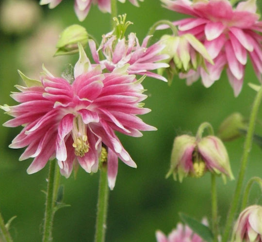 Βολβος Aquilegia Διπλη Ροζ