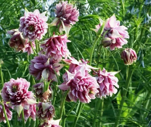 Βολβος Aquilegia Διπλη Ροζ