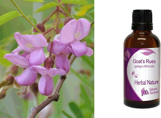 Nature & Body Tinktur aus Bocksbart 50ml