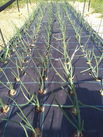 Υφασμα Εδαφοκαλυψης Prokrob Κρεμμυρι Χλωρο 1x5m 200 Θεσεις 99201