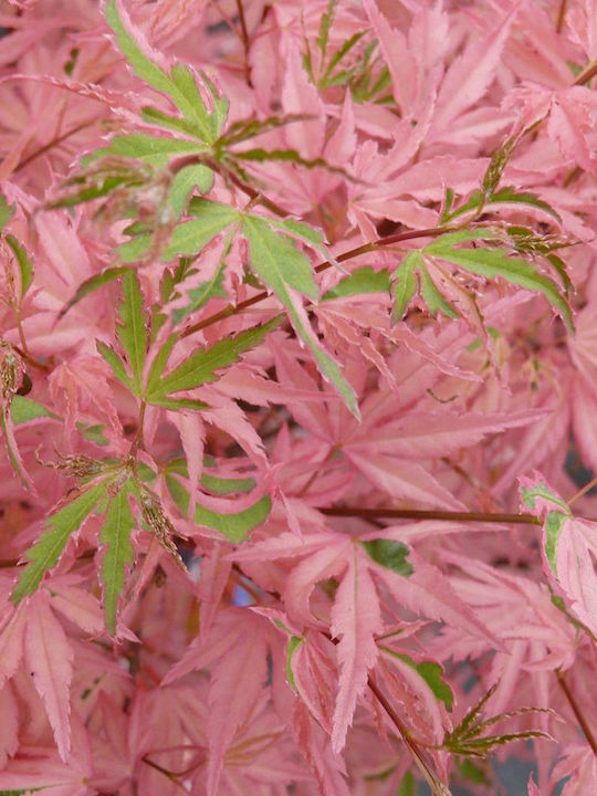 Acer Palmatum “taylor”