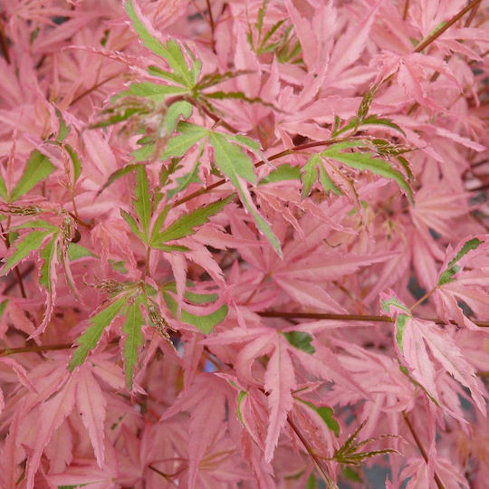 Acer Palmatum “taylor”