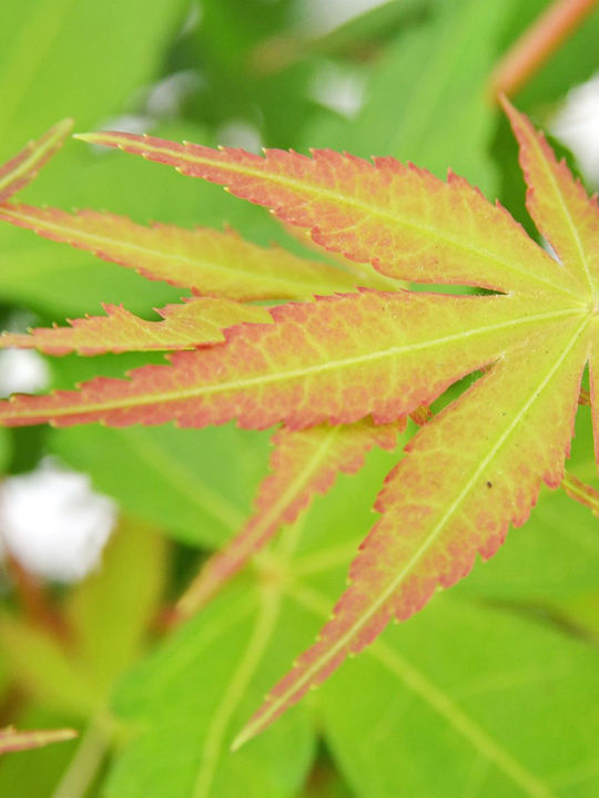 Acer Palmatum “katsura”
