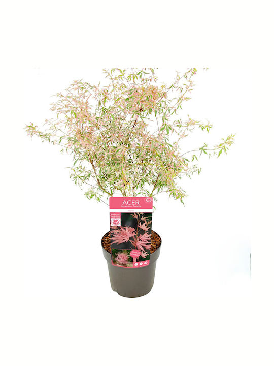 Acer Palmatum “taylor”