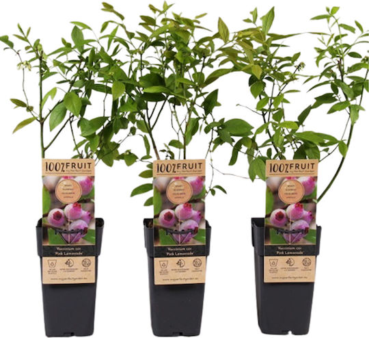 Pink Rubus – Vaccinium Corymbosum ‘Pink Lemonade’