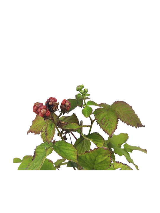 Mure Negre Bush Blackberry Bush
