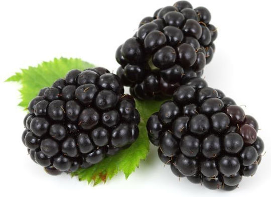 Mure Negre Bush Blackberry Bush