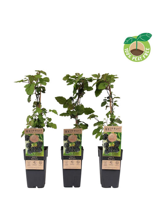 Mure Negre Bush Blackberry Bush