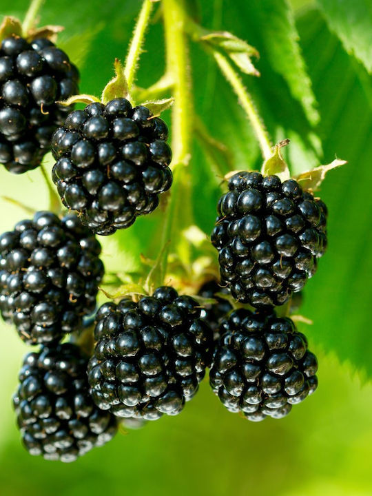 Mure Negre Bush Blackberry Bush