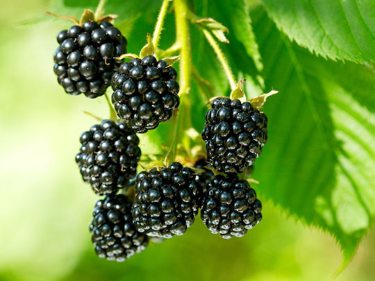 Mure Negre Bush Blackberry Bush