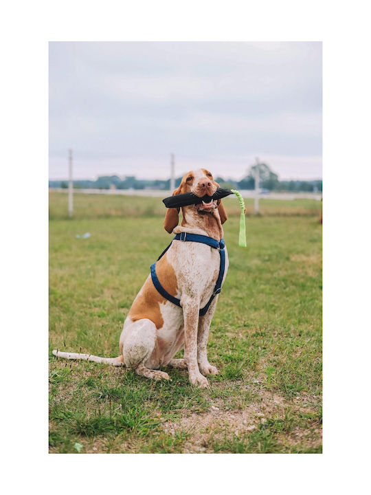 Dingo Jucărie de Antrenament Câine 8εκ. Negru 1buc