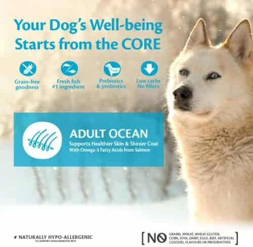 Wellness Core Grain Free Adult Ocean Salmon & Tuna 10kg Dry Food Grain-Free for Adult Dogs with Salmon and Tuna