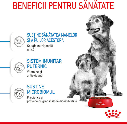 Royal Canin Starter Mother & Babydog Medium 4kg Dry Food for Medium Breed Puppies with Chicken and Rice