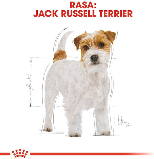 Royal Canin Adult Jack Russell Terrier 7.5kg Trockenfutter für Erwachsene Hunde ohne Gluten für Kleine Rassen mit Geflügel und Reis