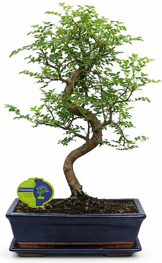Bonsai Zanthoxylum Piperitum Japanese Sansho Pepper 25 Cm