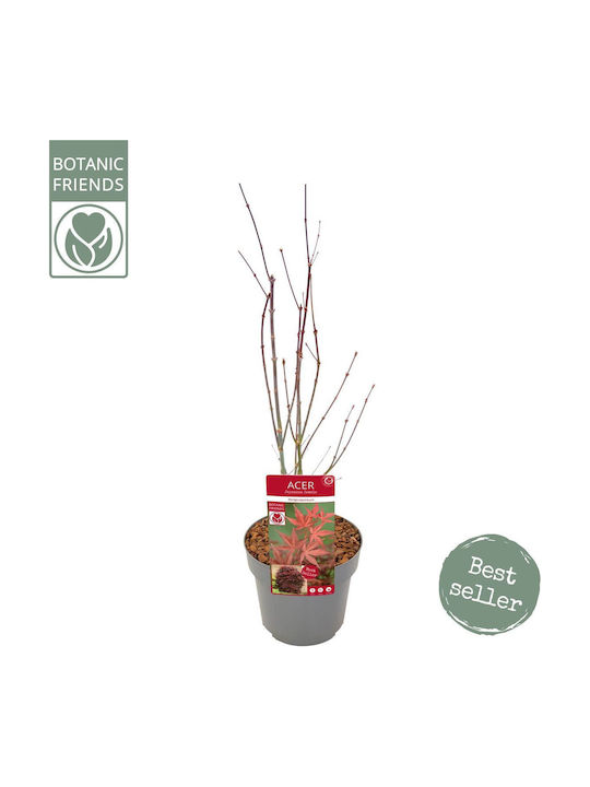 Японски Клен “acer Palmatum Atropurpureum” – 15 См