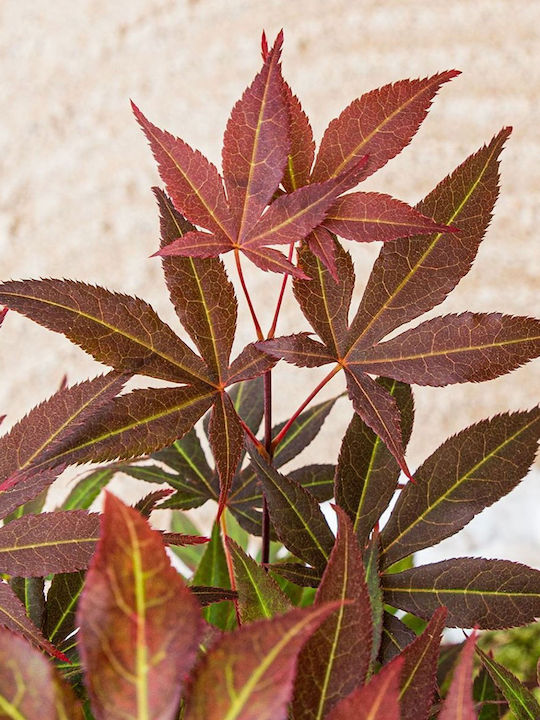 Japanischer Marple “acer Palmatum Atropurpureum” – 15 cm