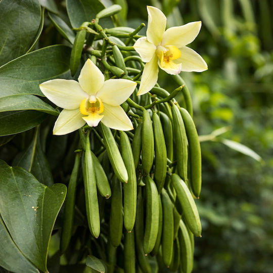 Natural Bourbon Madagascar Vanilla Powder 10 Gr